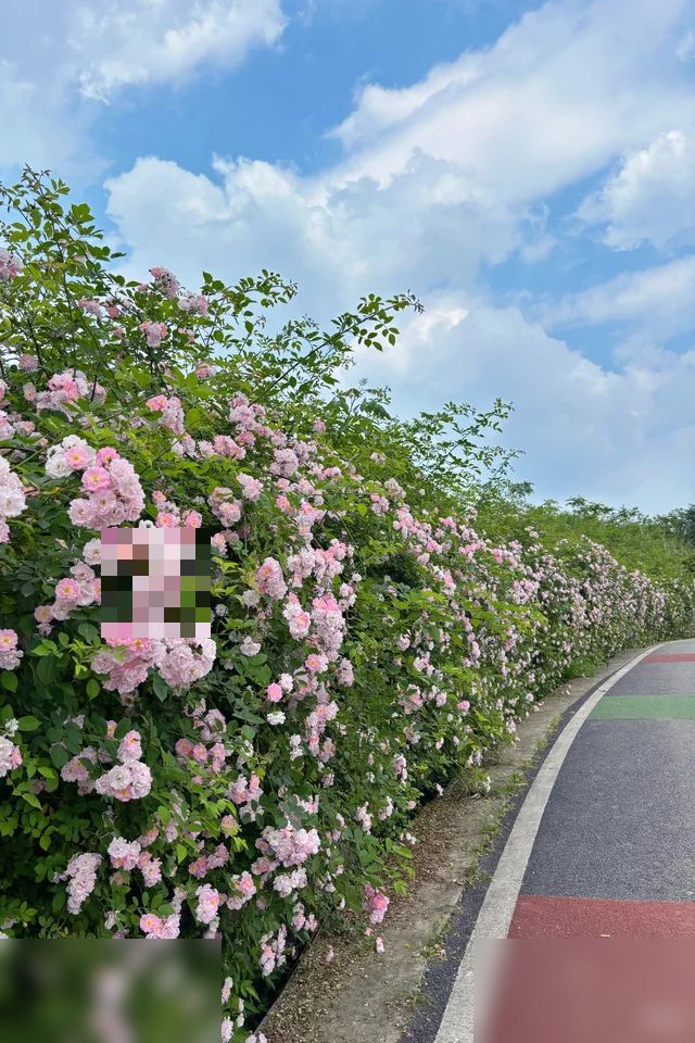4.10这里是我见过最长的蔷薇花墙‼️附地址