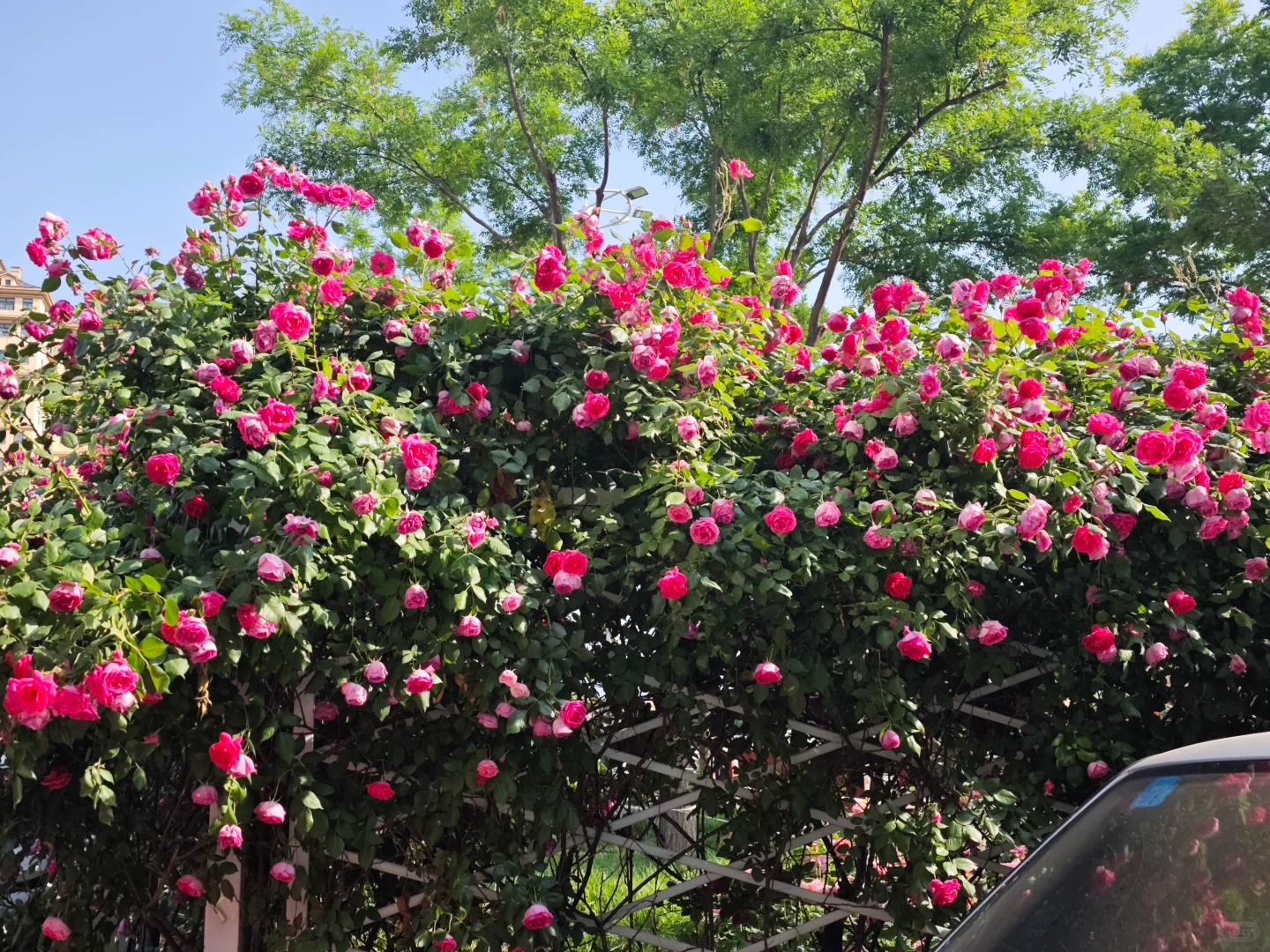 盐湖公安蔷薇花墙·百米花海 样张 2