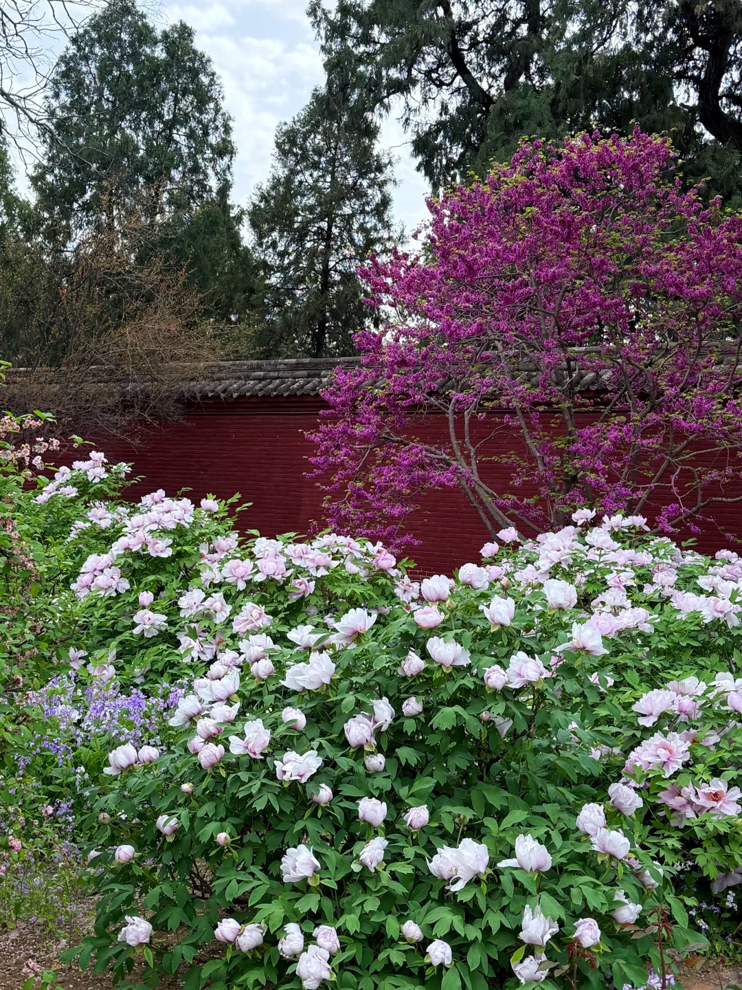 永济的莫奈花园 样张 2