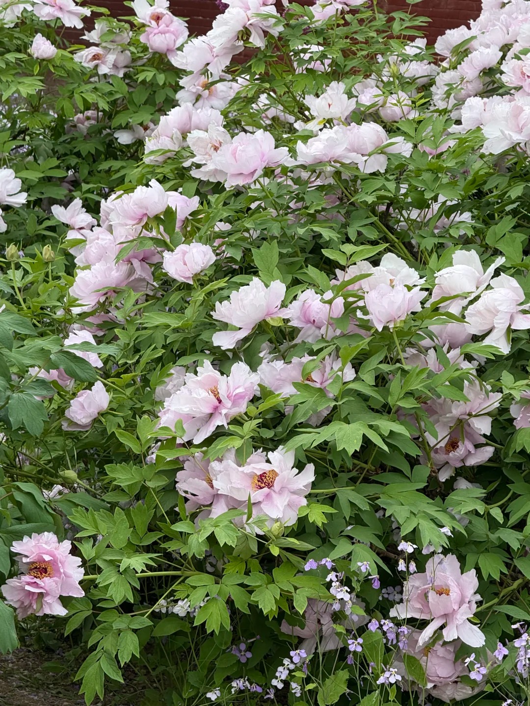 永济的莫奈花园 样张 9