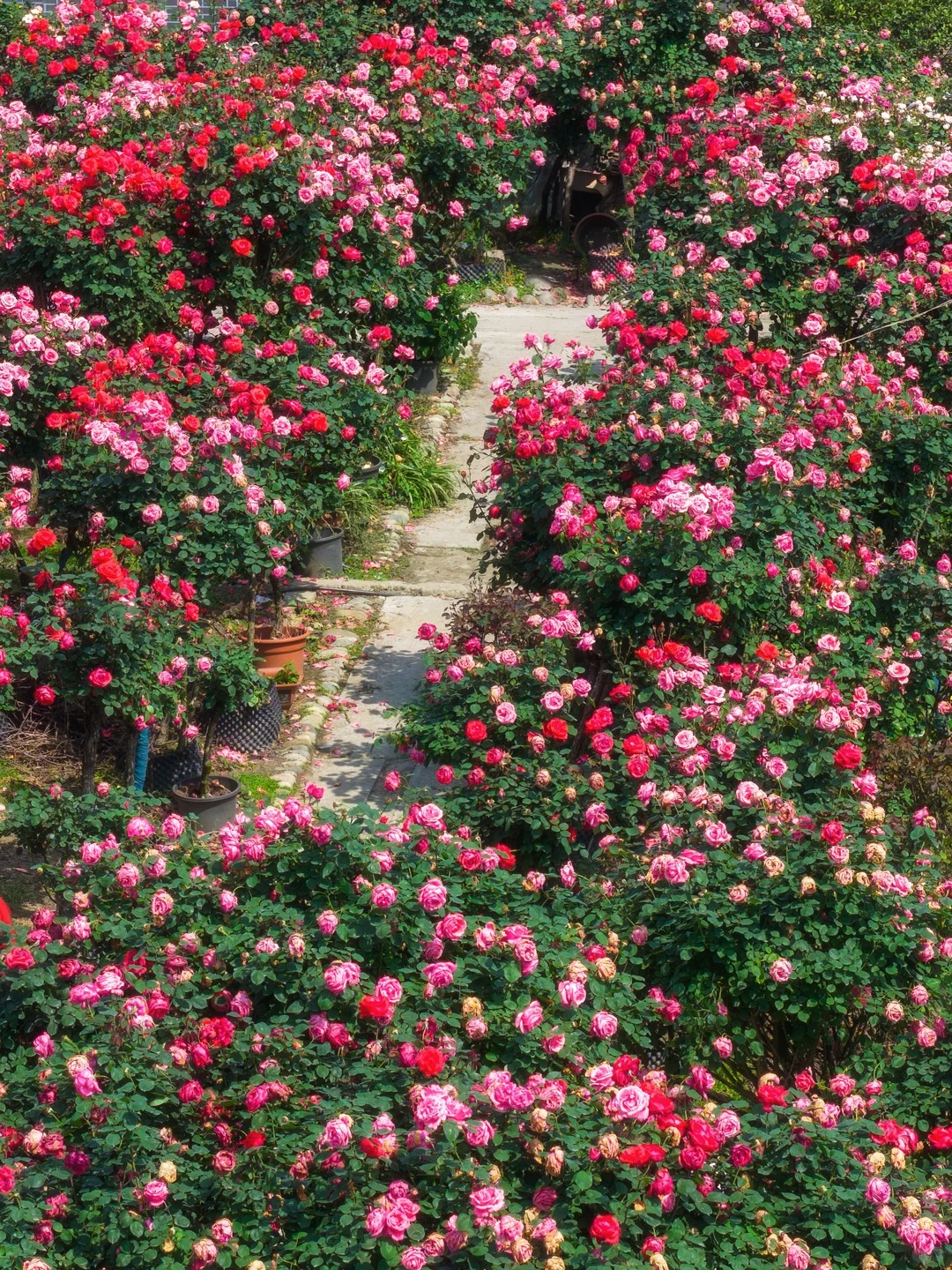 禹都公园月季花墙·莫奈花园 样张 12