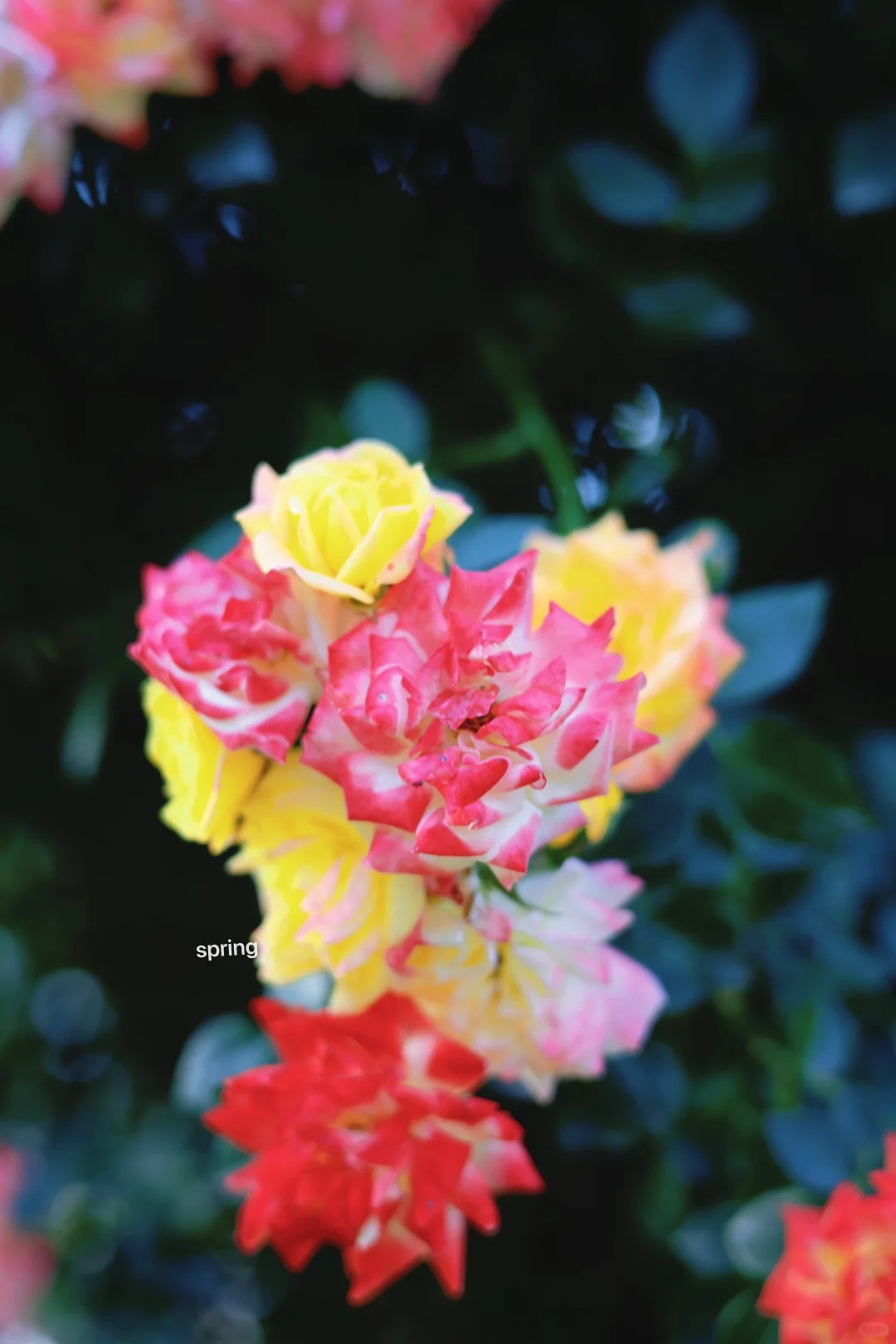 禹都公园月季花墙·莫奈花园 样张 6