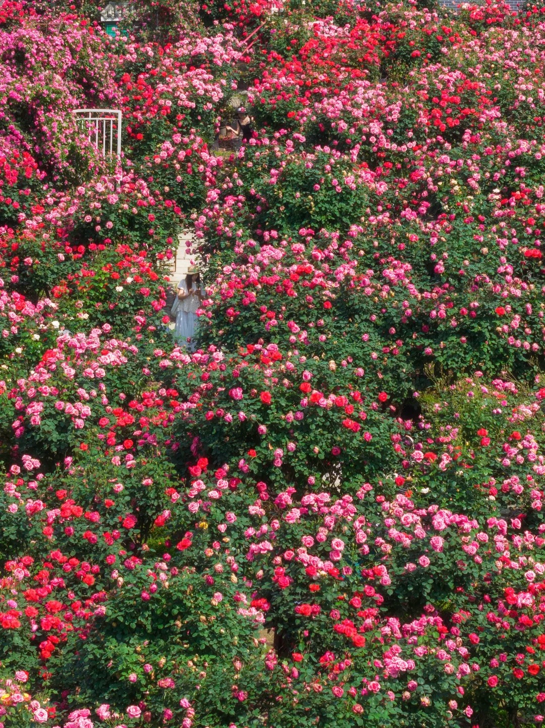 禹都公园月季花墙·莫奈花园 样张 8