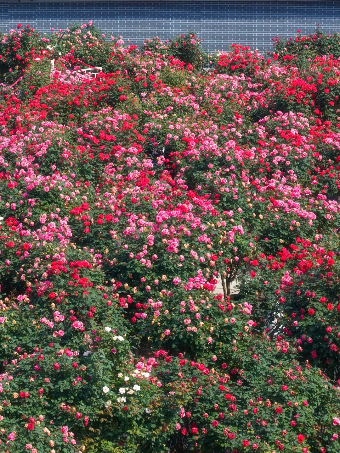 禹都公园月季花墙·莫奈花园 样张 9