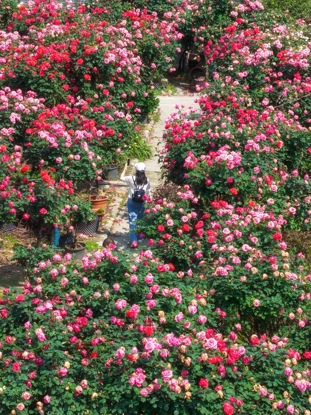 禹都公园月季花墙·莫奈花园 样张 10